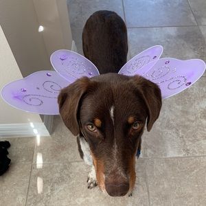 Meet your Posher, Alysha